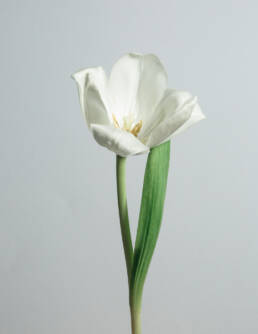 Tulip Still Life Photograph